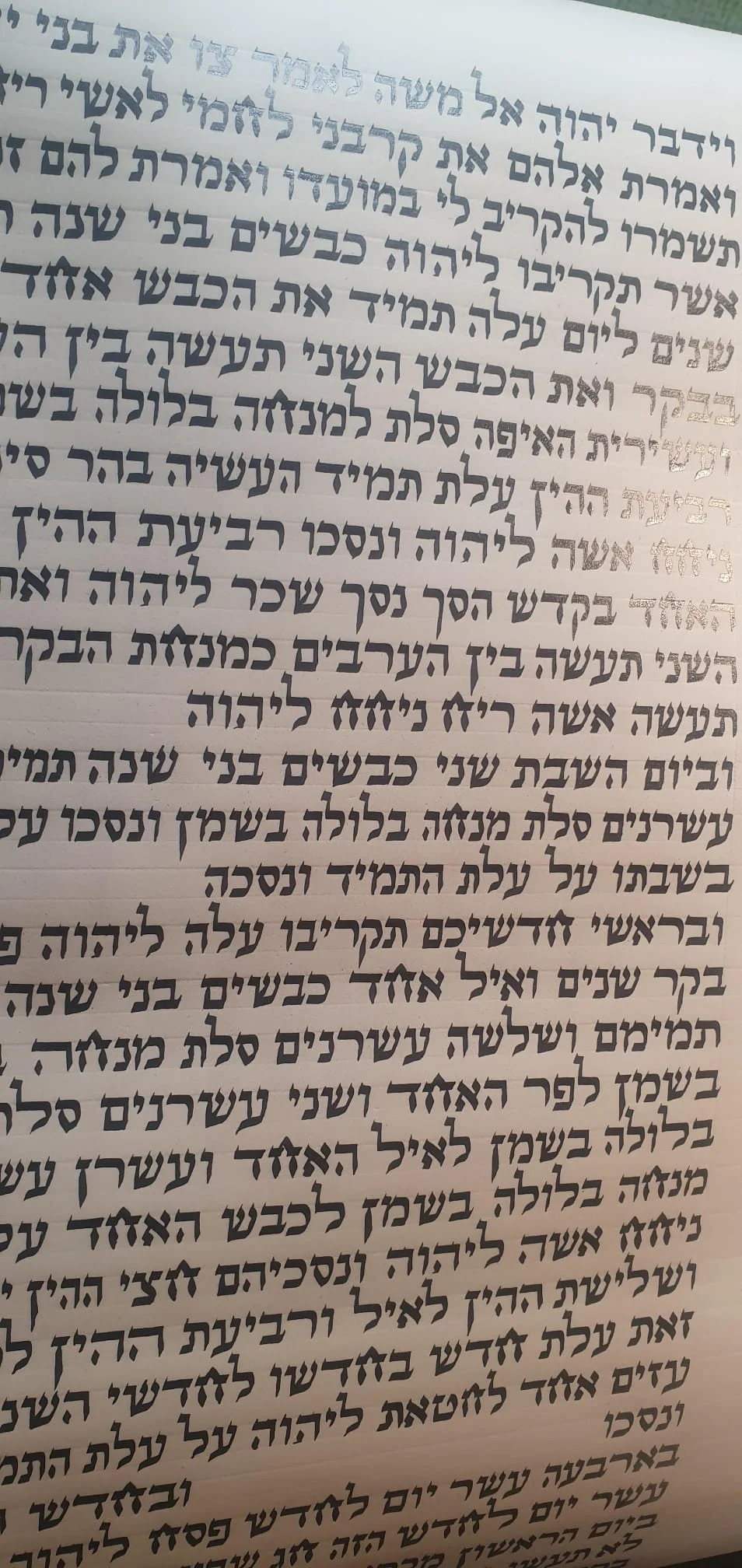 Sefer Torah 16